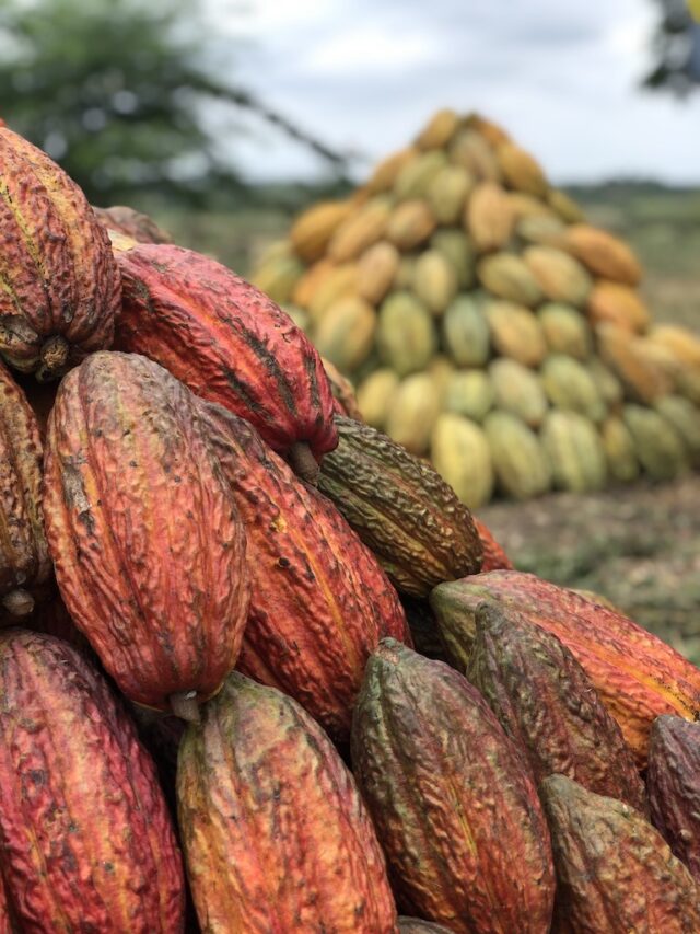 Mars reveals progress on its Cocoa For Generations billiondollar cocoa