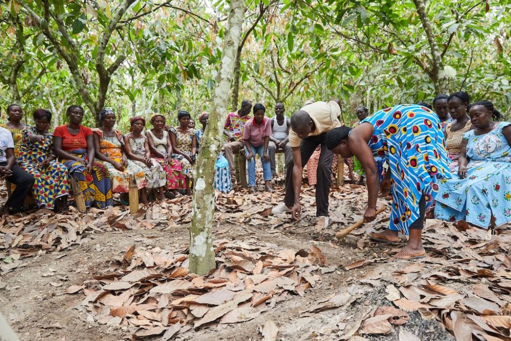 Global ofi ingredients group makes continued strides on cocoa sustainability