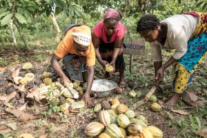 Fairtrade report identifies greater combined initiatives required on key cocoa sustainability schemes