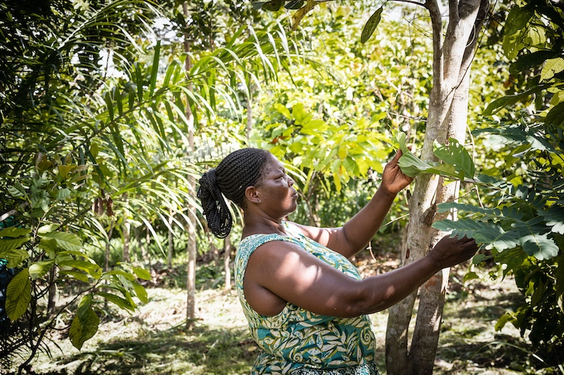 Fairtrade creates human rights and environmental threat map revealing cocoa sector’s key points