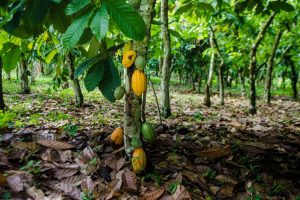 Swiss Platform for Sustainable Cocoa hails supply traceability gains in annual report