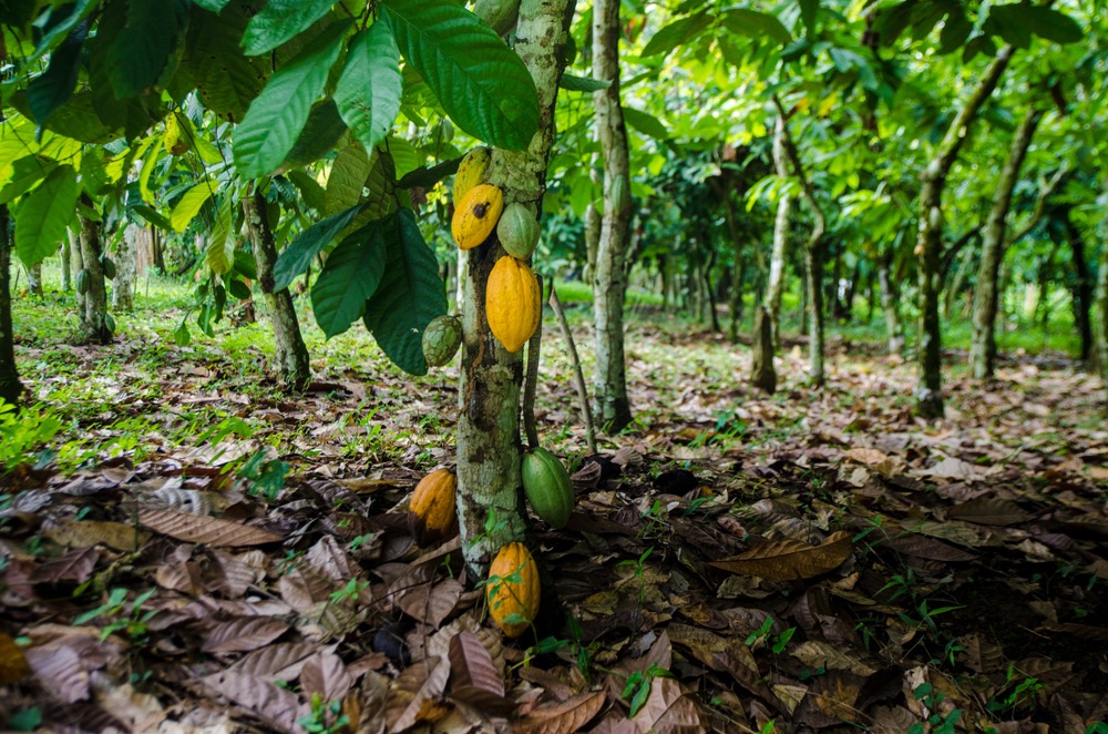 Ferrero confirms action plan for global Cocoa and Forests Initiative