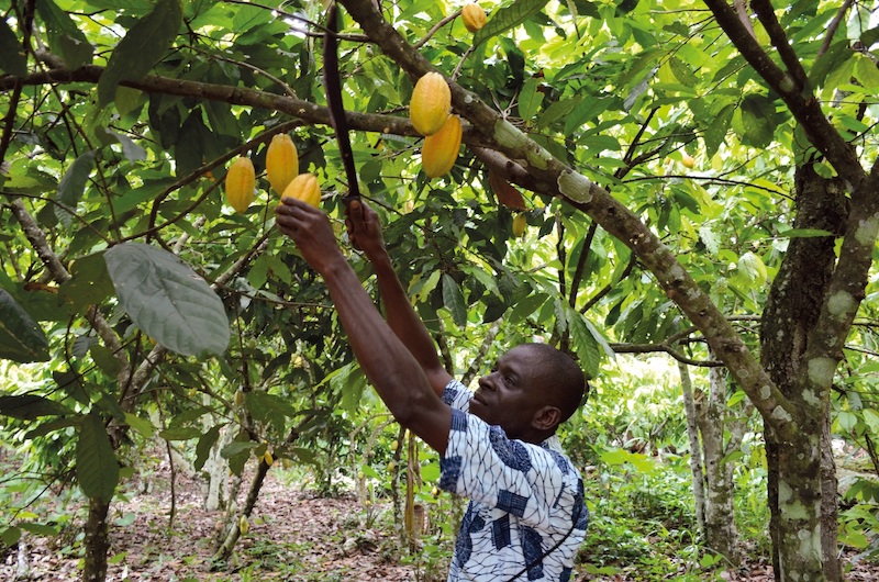 Guest blog:  Major sector tests set to be unravelled at the World Cocoa Conference