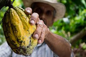 Cocoa farmer