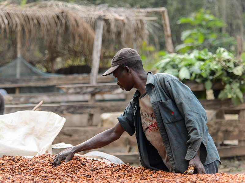 Cocoa and wider ingredients price rises continue to impact global confectionery markets